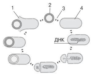 Формування ендоспори