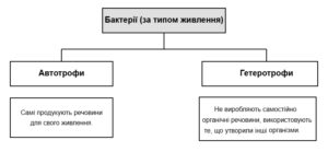 Бактерії за типом живлення