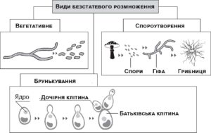 Види безстатевого розмноження грибів
