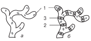 Типи міцелію