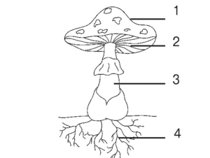 Будова шапинкового гриба