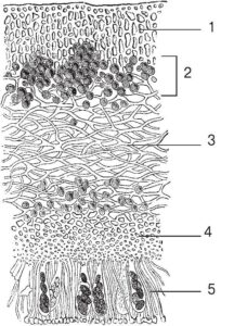 Будова слані лишайника