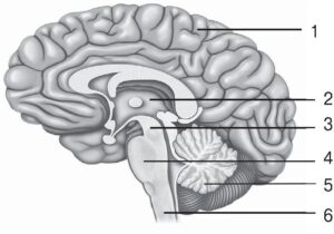 Будова головного мозку