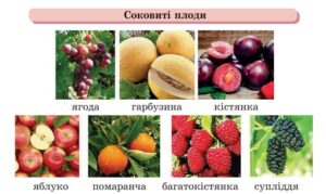 Соковиті плоди