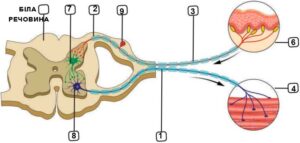 Послідовність передачі сигналів нервовою системою у випадку, коли людина торкнулася гарячого предмета. З сайту https://prirodnicha.org/
